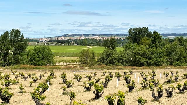 Vistas de Tordesillas desde el Viñedo de La Almendera - Destino Castilla y León zonificación del viñedo