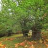 La montaña leonesa en otoño - Imagen de la Junta de Castilla y León