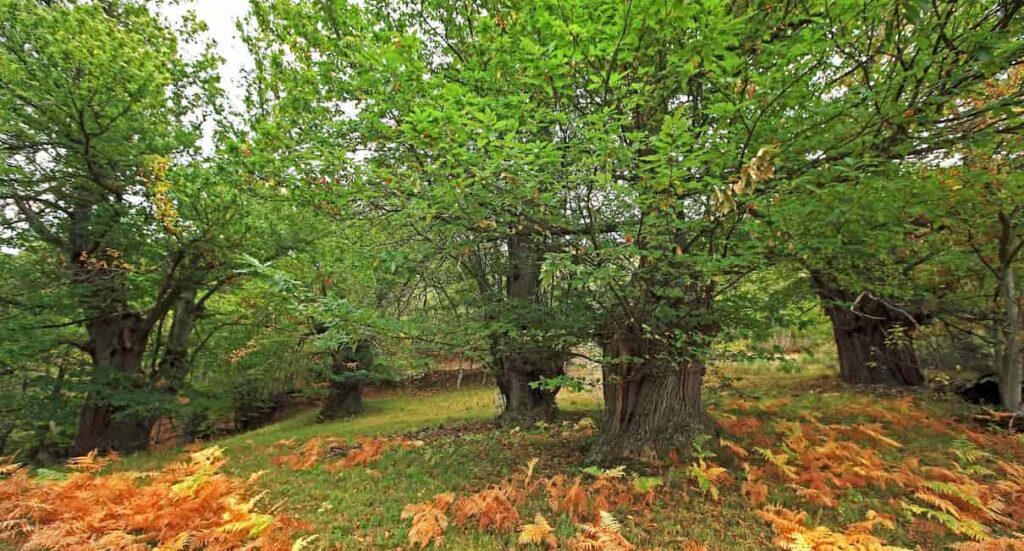 La montaña leonesa en otoño - Imagen de la Junta de Castilla y León