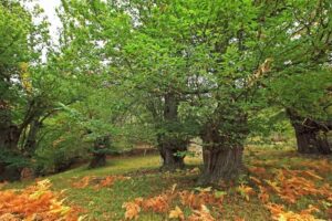 La montaña leonesa en otoño - Imagen de la Junta de Castilla y León